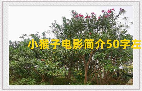 小猴子电影简介50字左右